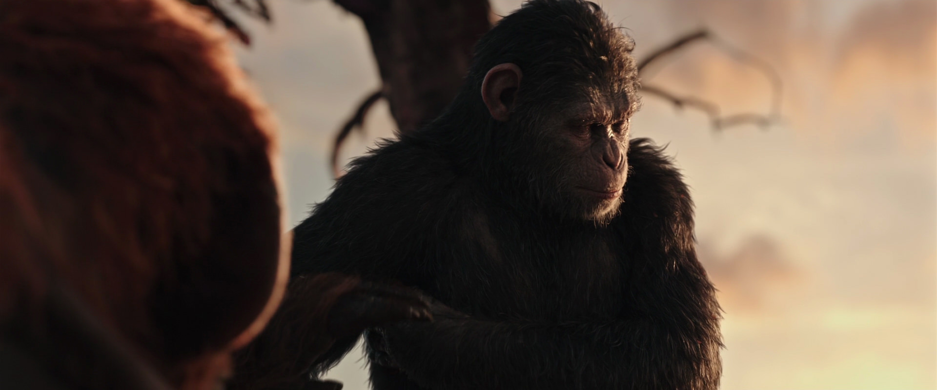 War for the Planet of the Apes (2017) HD screenshot 15200