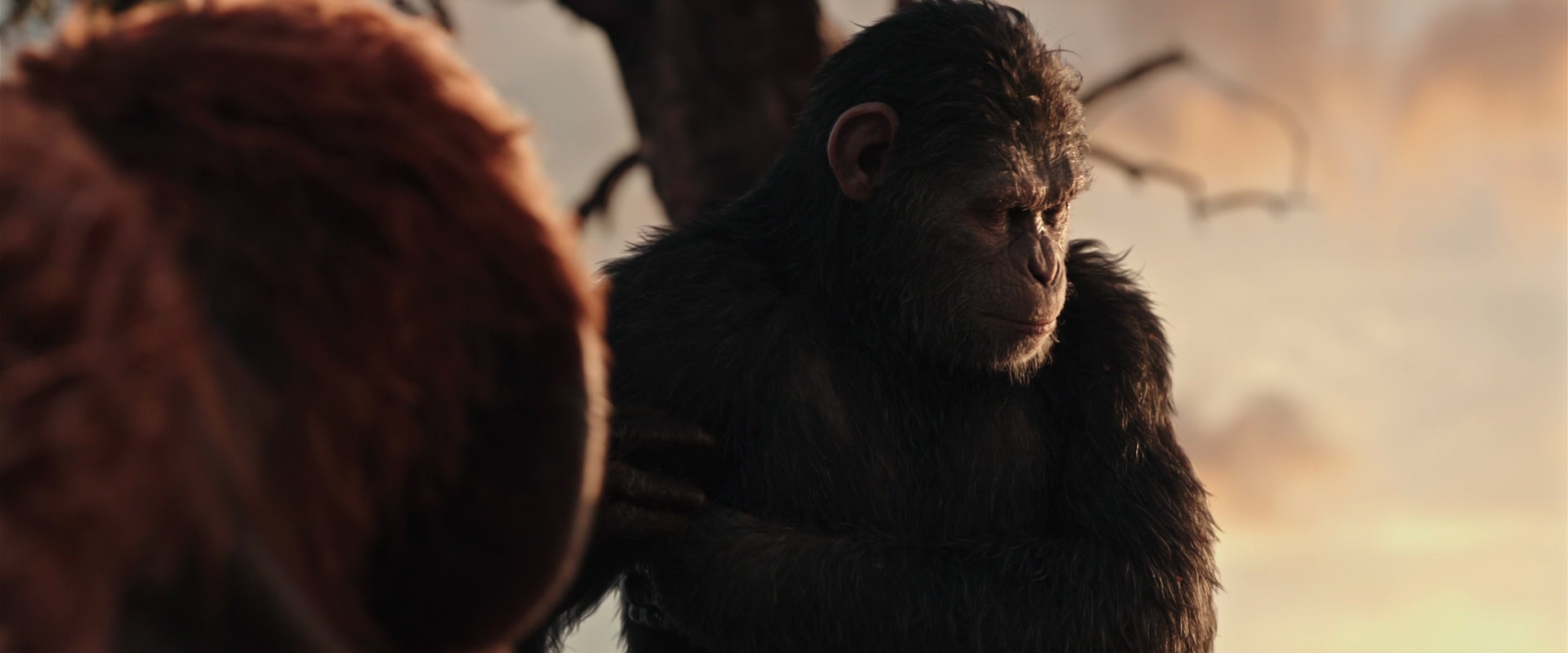 War for the Planet of the Apes (2017) screencap 15201