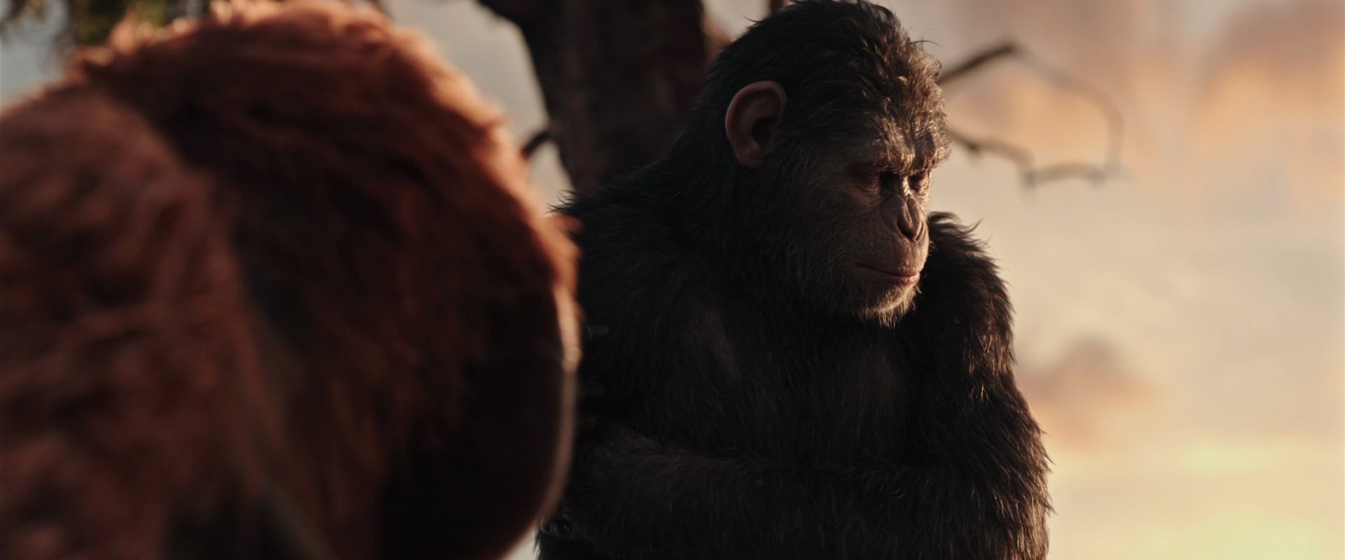 War for the Planet of the Apes (2017) movie still 15202