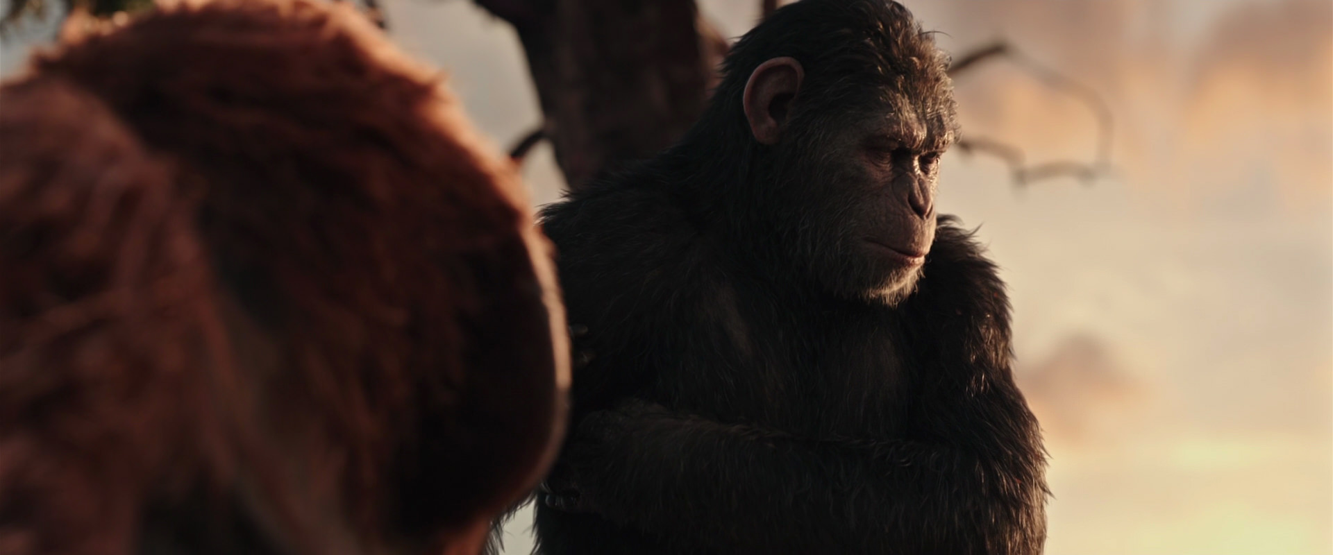 War for the Planet of the Apes (2017) HD screenshot 15203