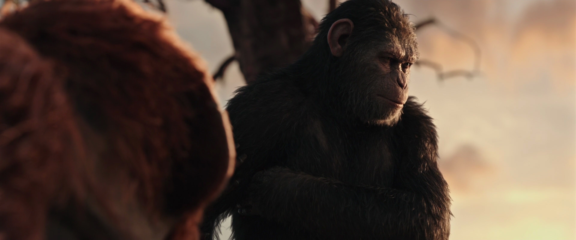 War for the Planet of the Apes (2017) screencap 15204