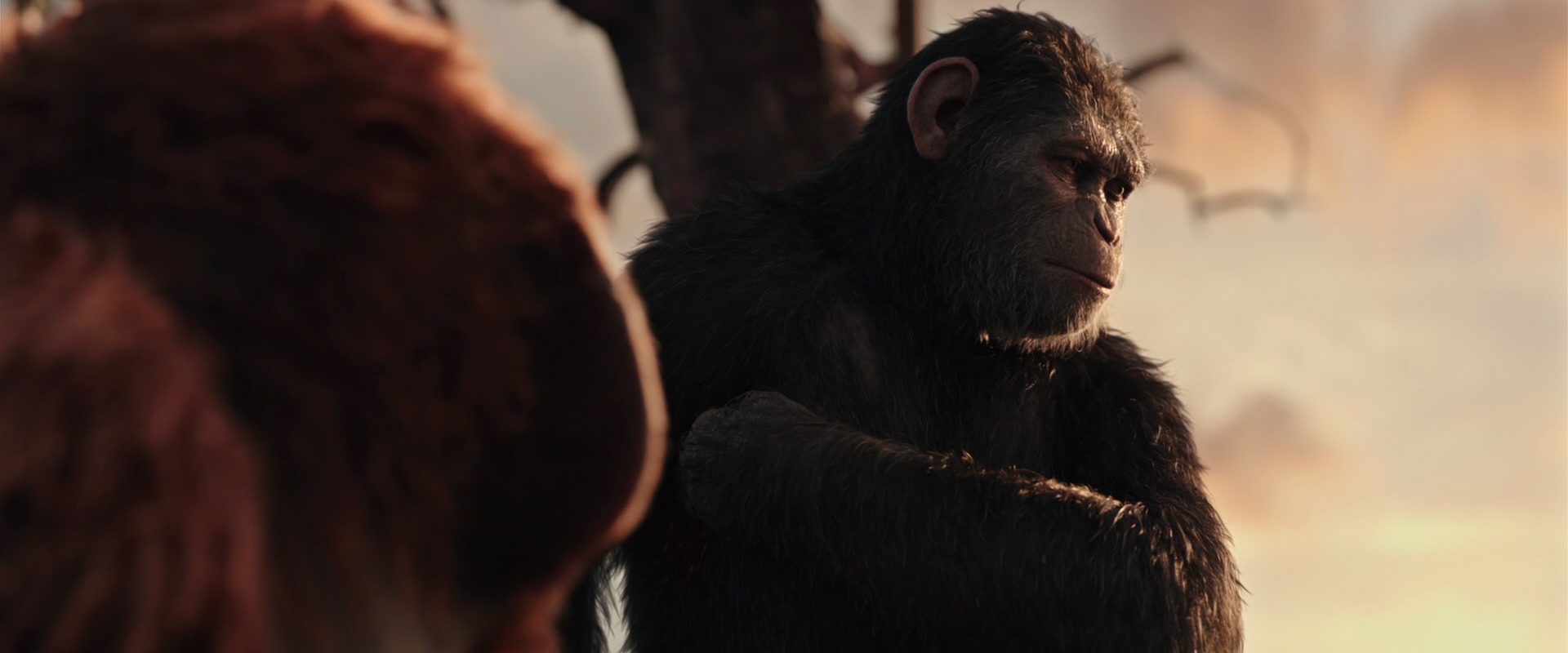 War for the Planet of the Apes (2017) screencap 15210