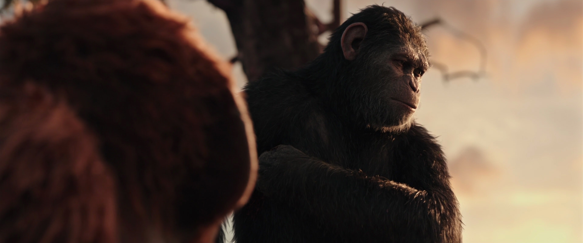 War for the Planet of the Apes (2017) movie still 15211