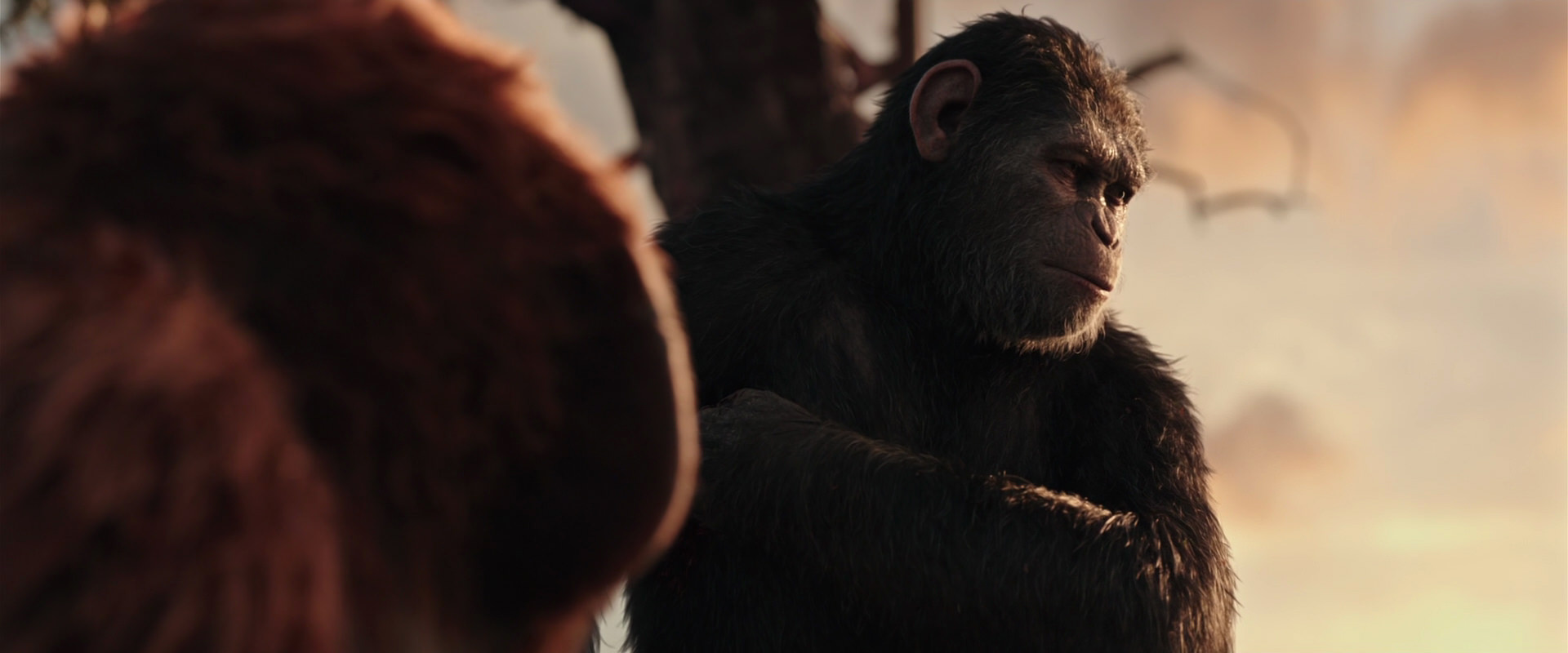 War for the Planet of the Apes (2017) HD screenshot 15212