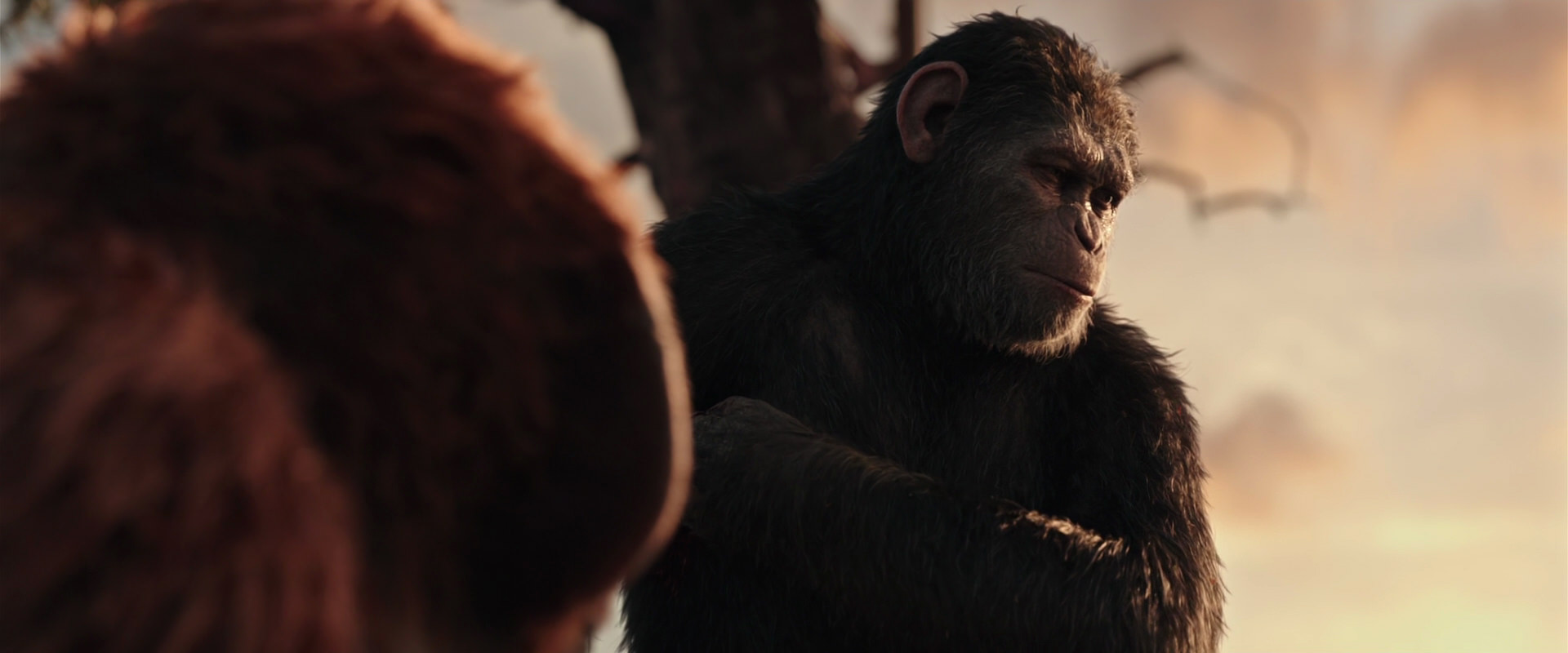War for the Planet of the Apes (2017) screencap 15213