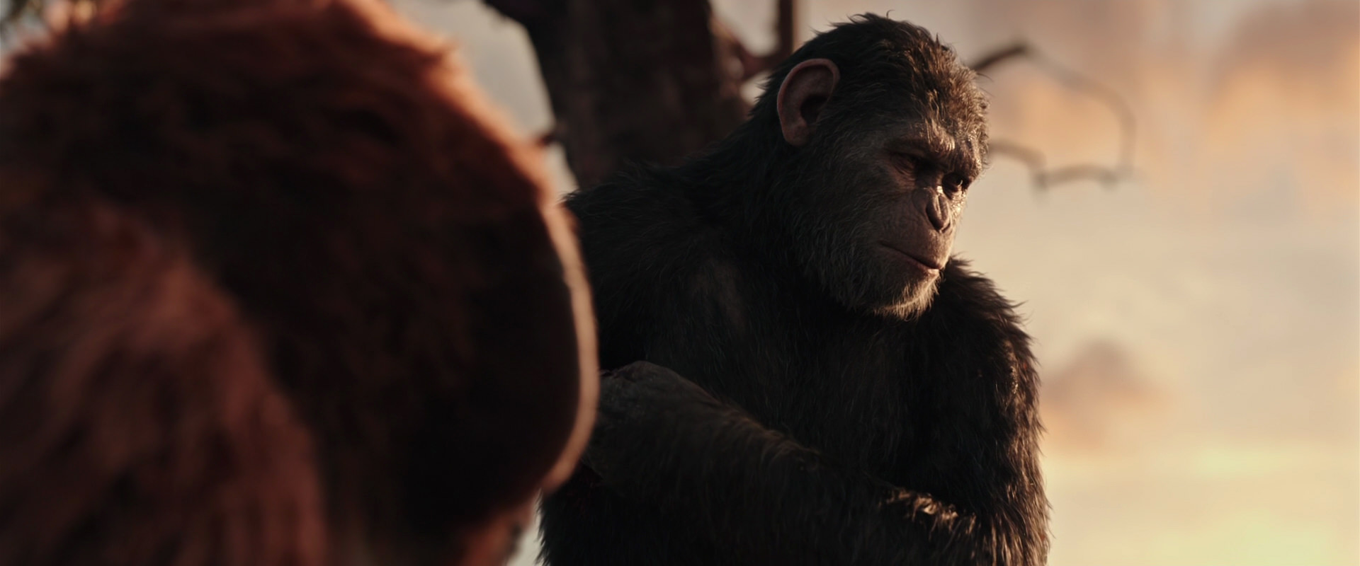 War for the Planet of the Apes (2017) movie still 15214