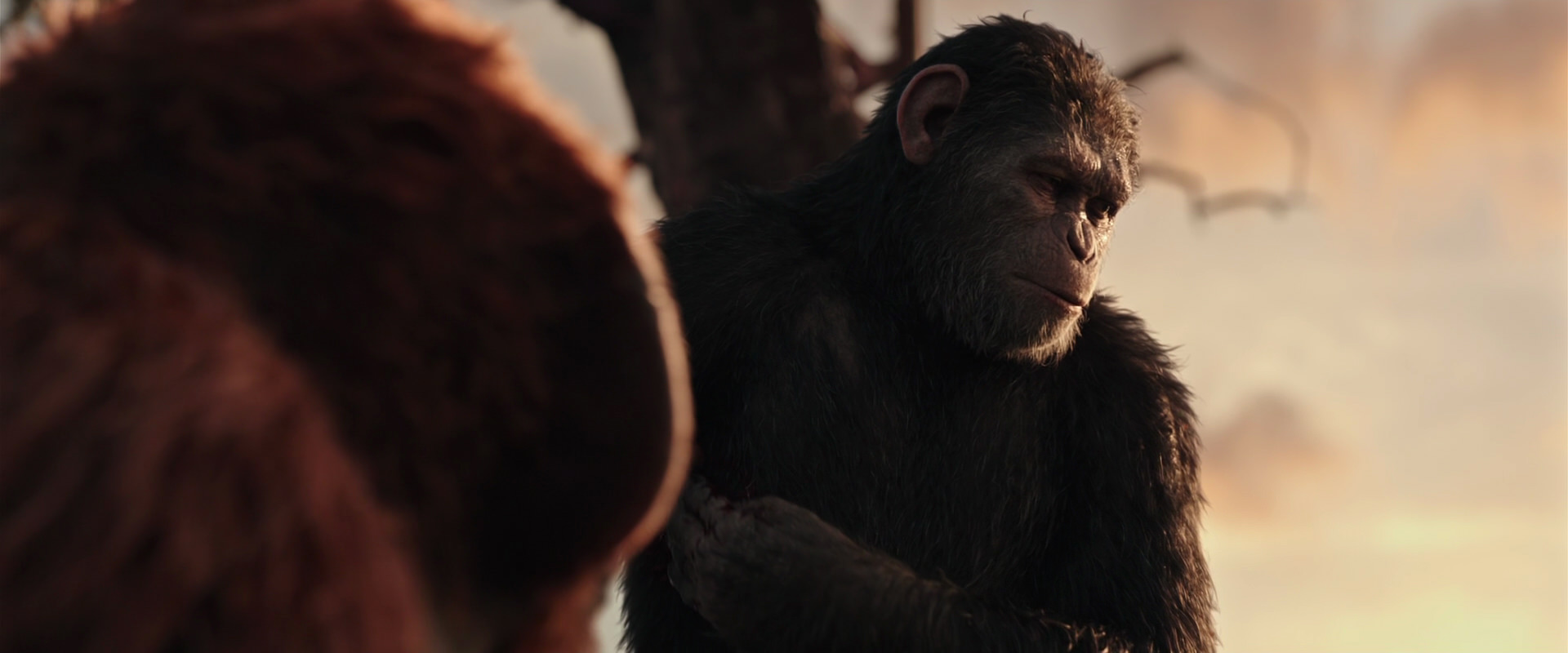 War for the Planet of the Apes (2017) HD screenshot 15215