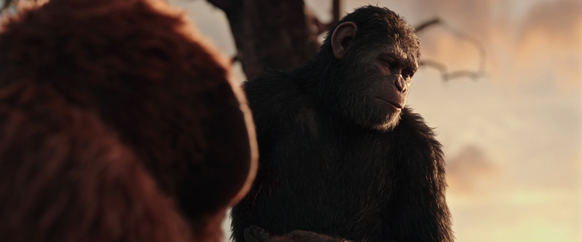 War for the Planet of the Apes (2017) screencap 15216