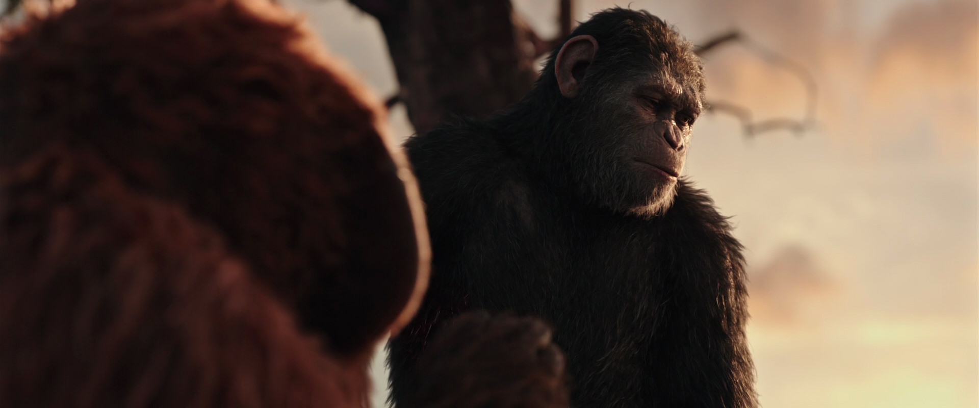 War for the Planet of the Apes (2017) movie still 15217