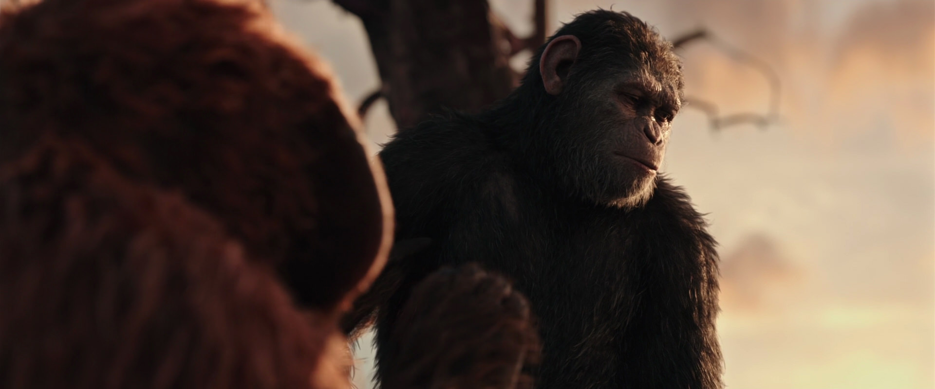 War for the Planet of the Apes (2017) HD screenshot 15218