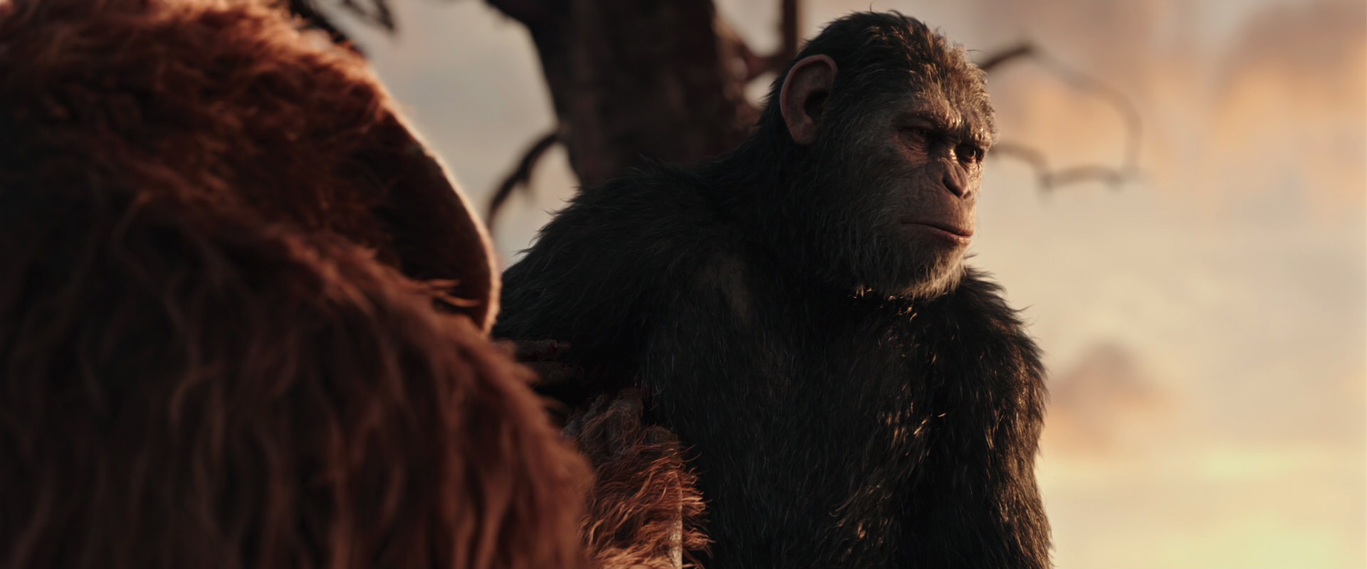 War for the Planet of the Apes (2017) movie still 15223