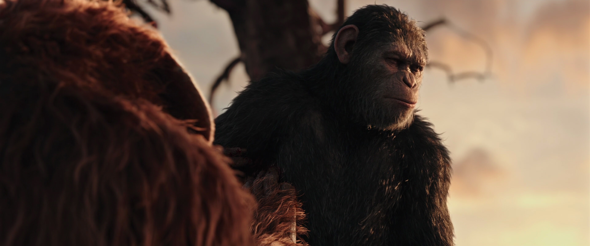 War for the Planet of the Apes (2017) HD screenshot 15224