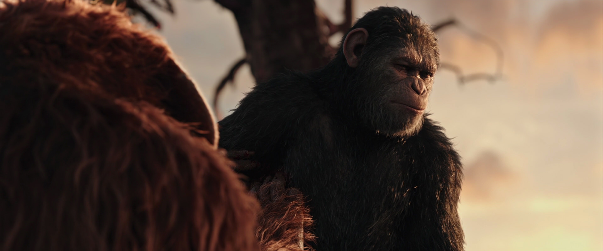 War for the Planet of the Apes (2017) screencap 15225