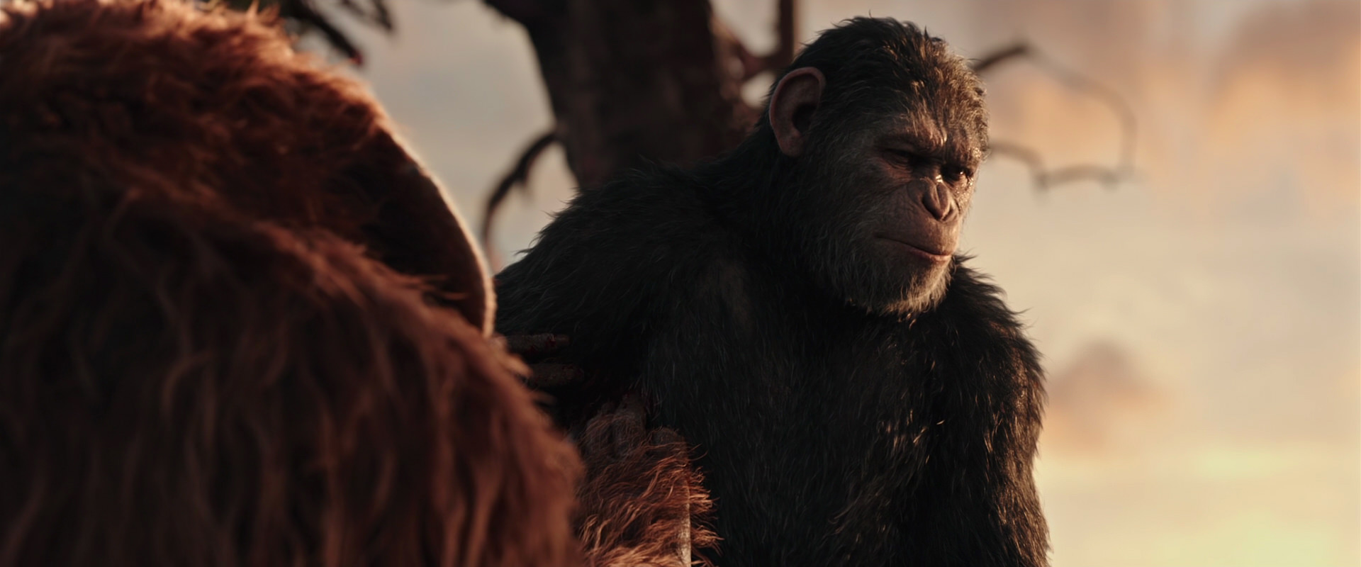 War for the Planet of the Apes (2017) movie still 15226