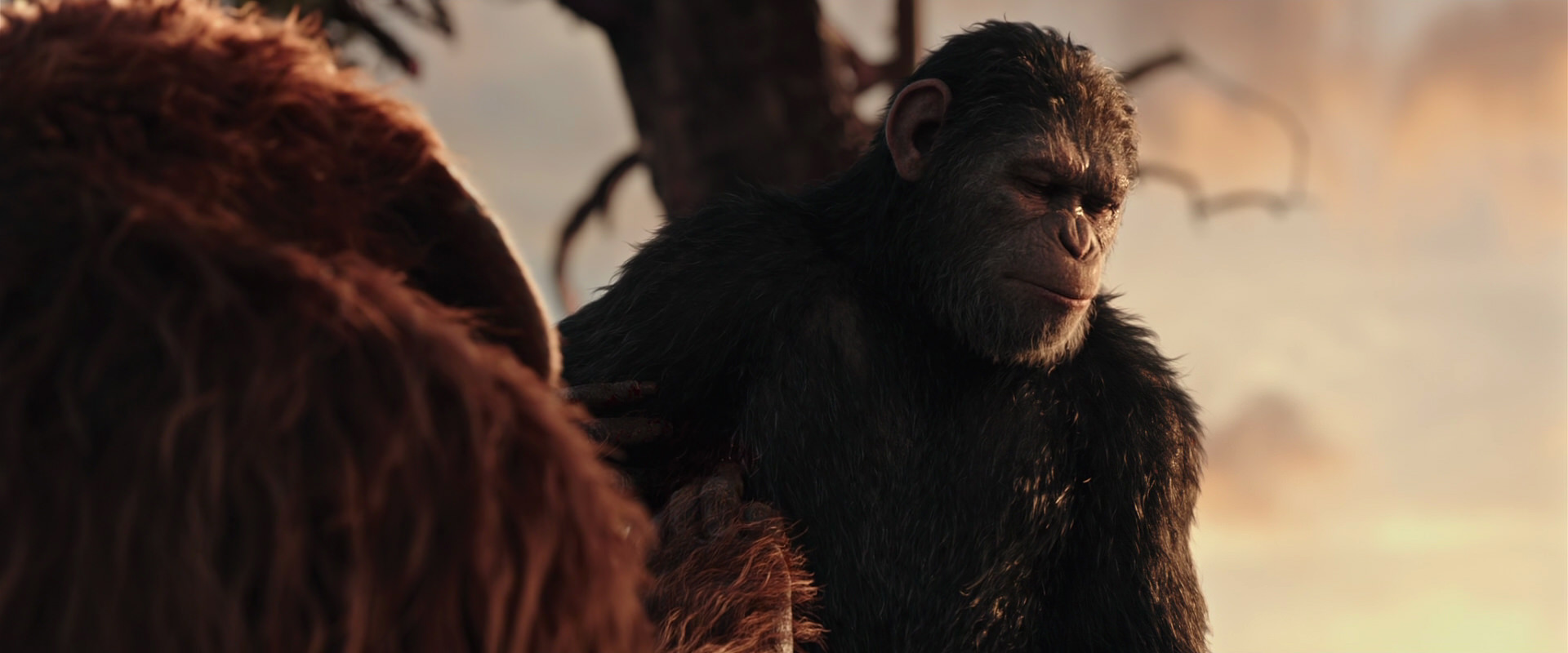 War for the Planet of the Apes (2017) HD screenshot 15227