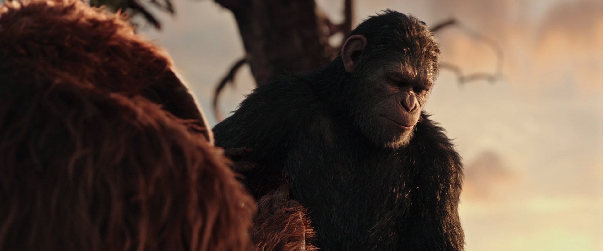 War for the Planet of the Apes (2017) movie still 15229