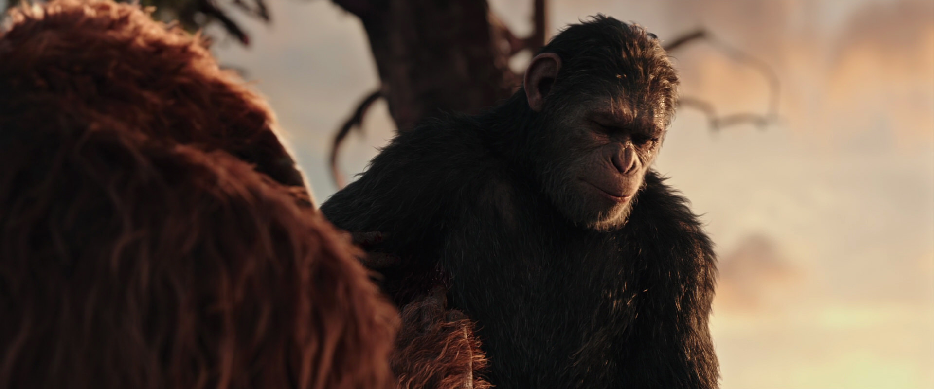 War for the Planet of the Apes (2017) HD screenshot 15230