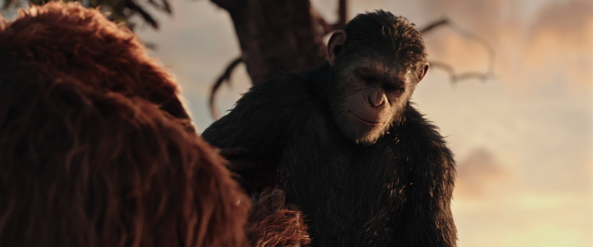 War for the Planet of the Apes (2017) screencap 15231
