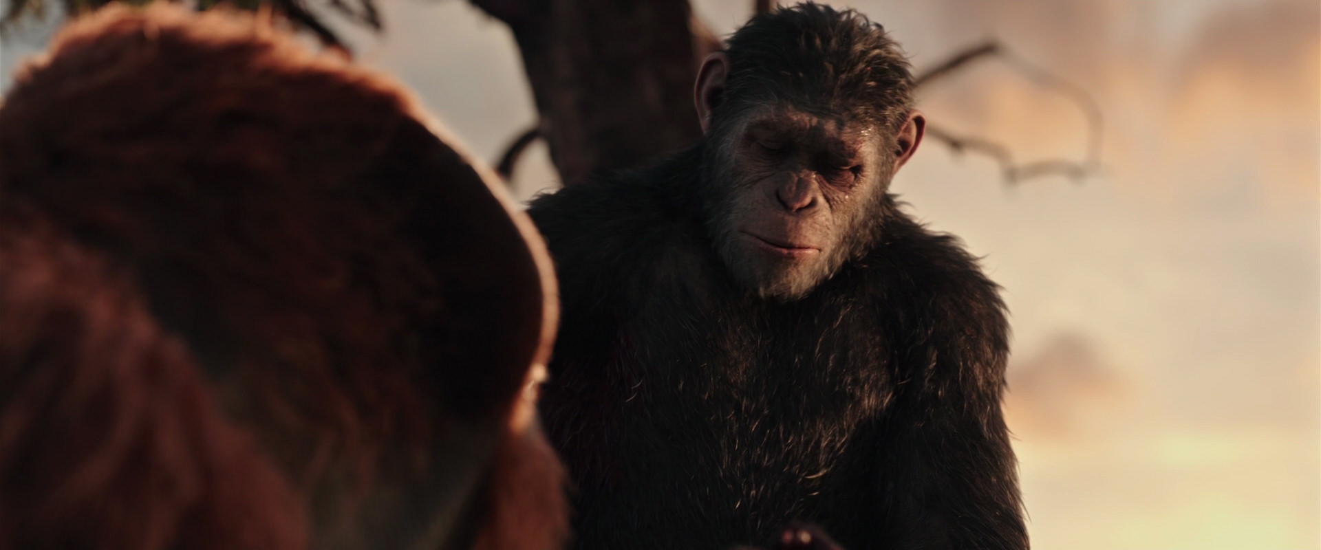 War for the Planet of the Apes (2017) HD screenshot 15245