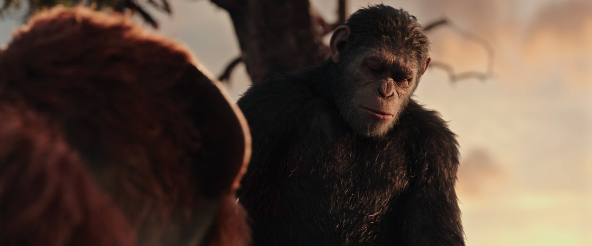 War for the Planet of the Apes (2017) screencap 15246
