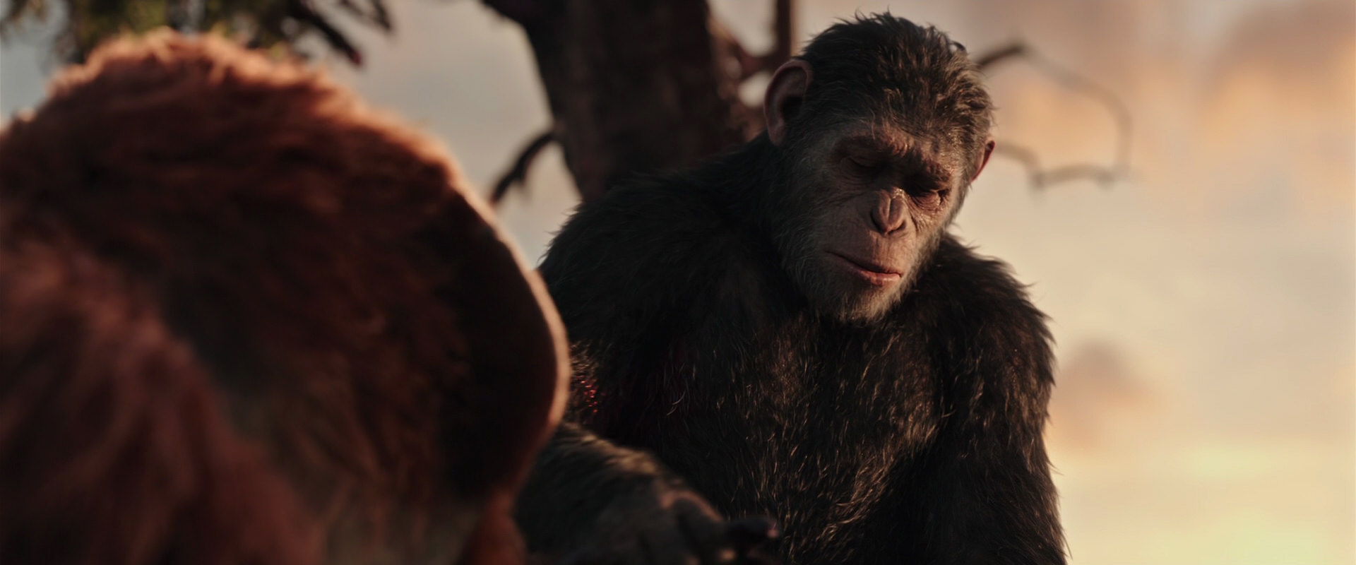 War for the Planet of the Apes (2017) movie still 15247