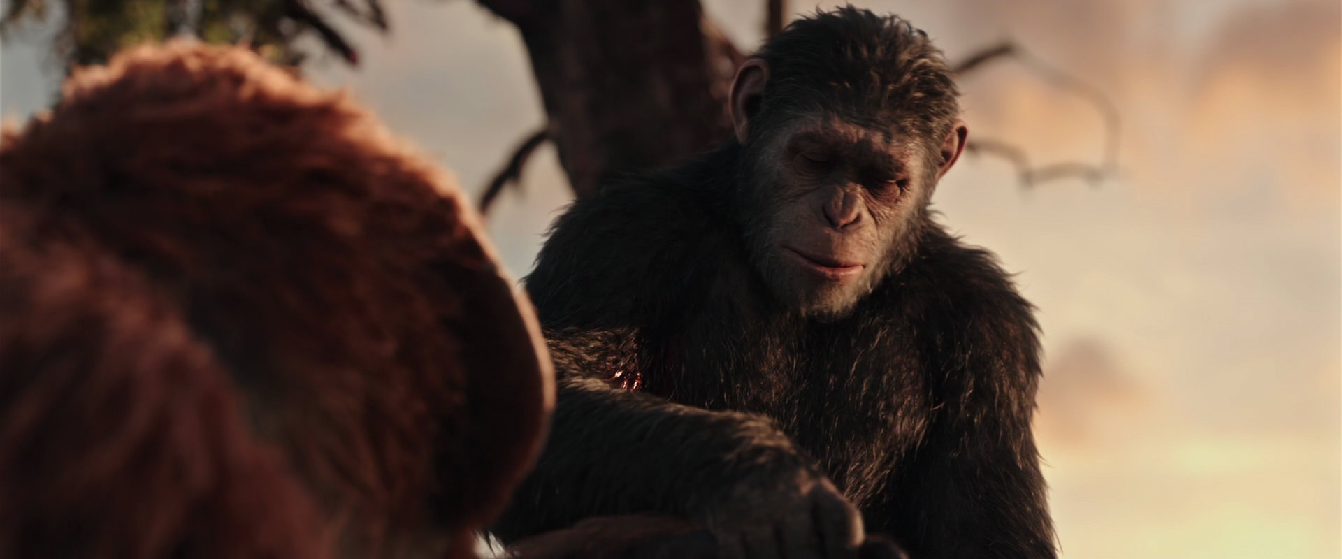 War for the Planet of the Apes (2017) HD screenshot 15248