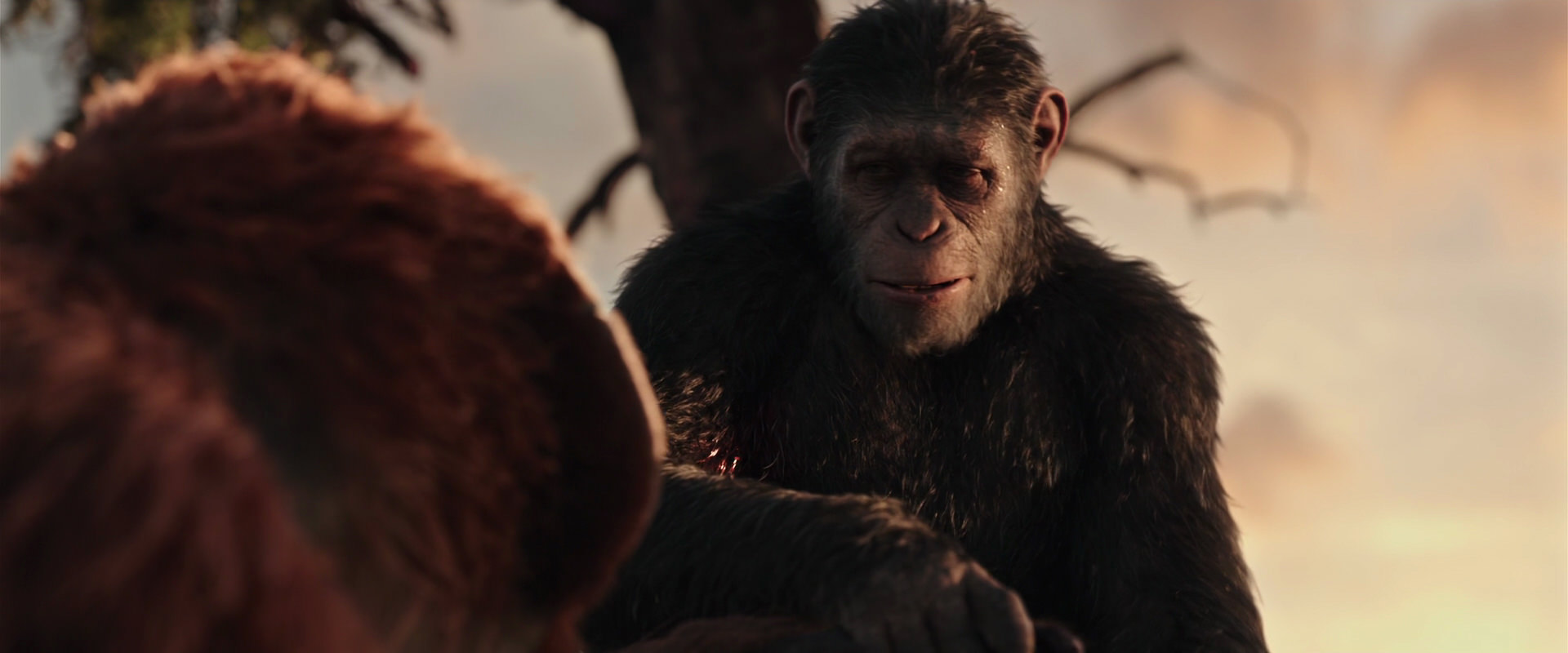 War for the Planet of the Apes (2017) screencap 15249