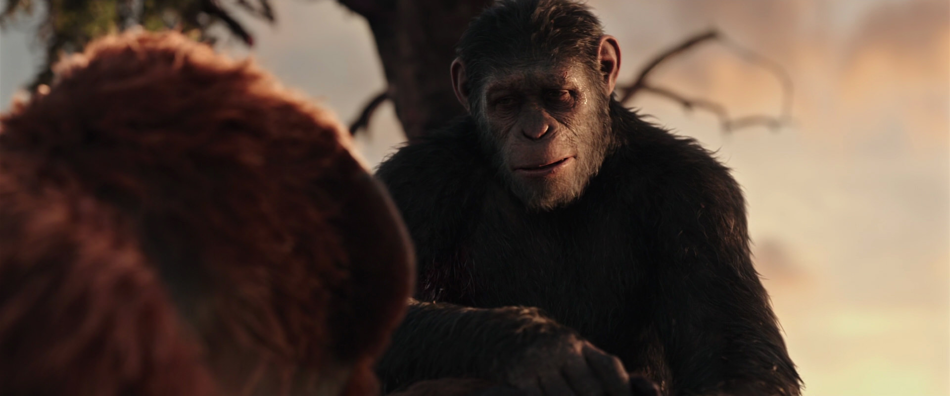 War for the Planet of the Apes (2017) movie still 15250