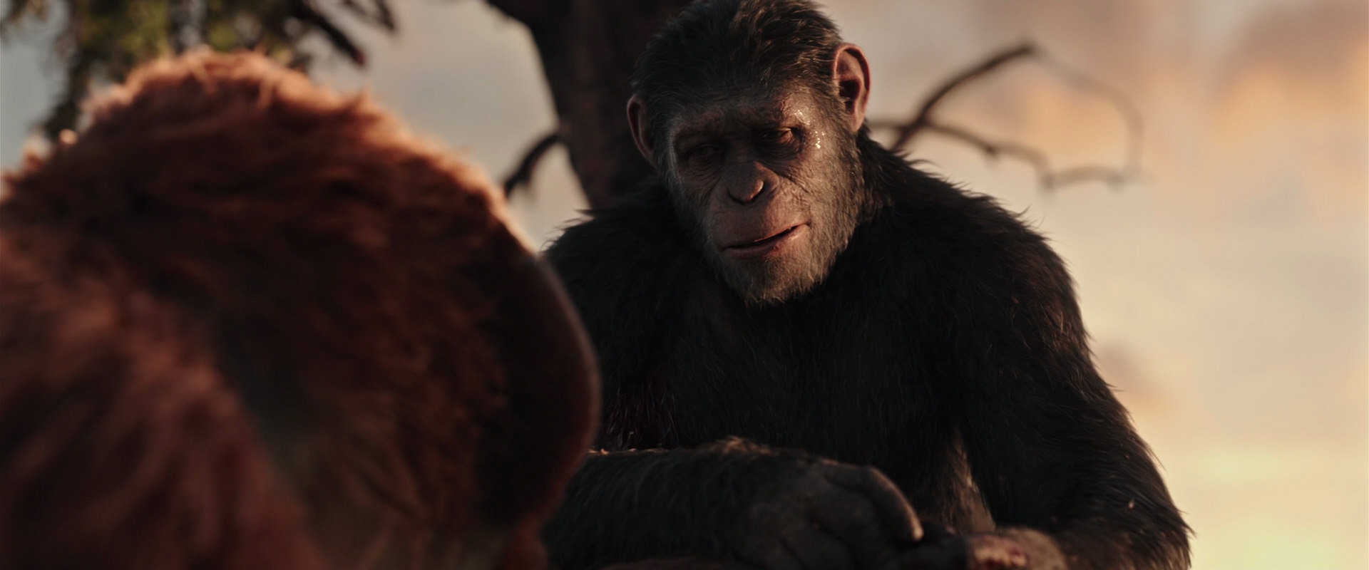War for the Planet of the Apes (2017) HD screenshot 15251