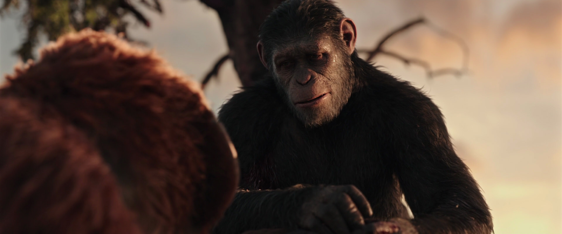 War for the Planet of the Apes (2017) screencap 15252