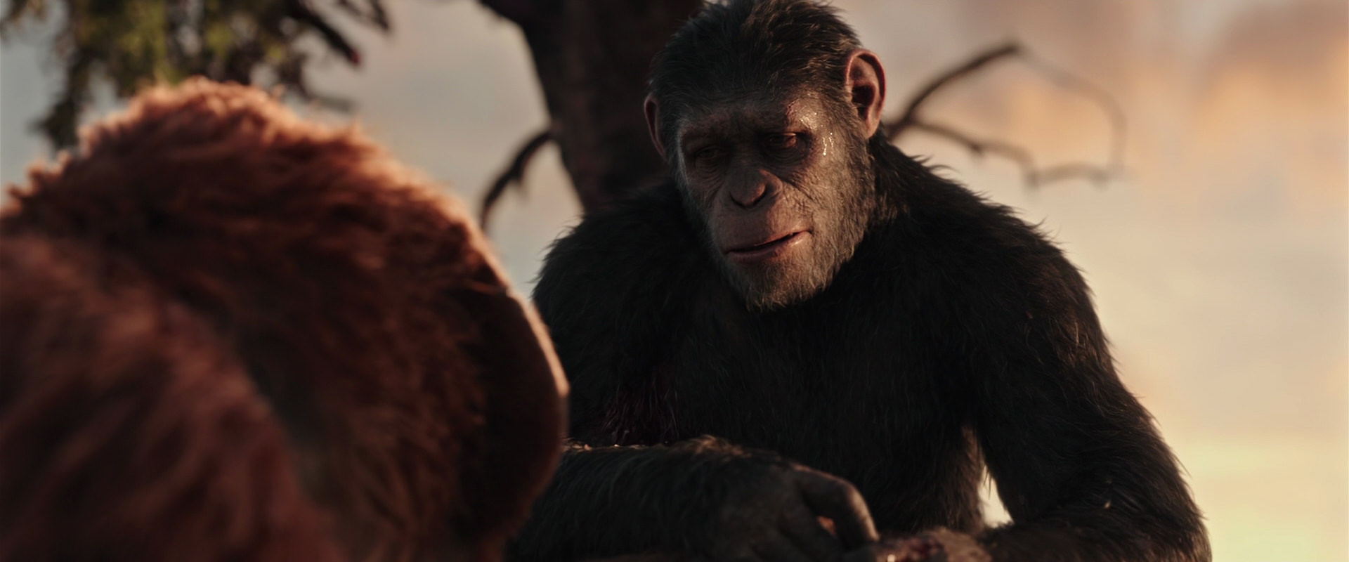 War for the Planet of the Apes (2017) movie still 15253