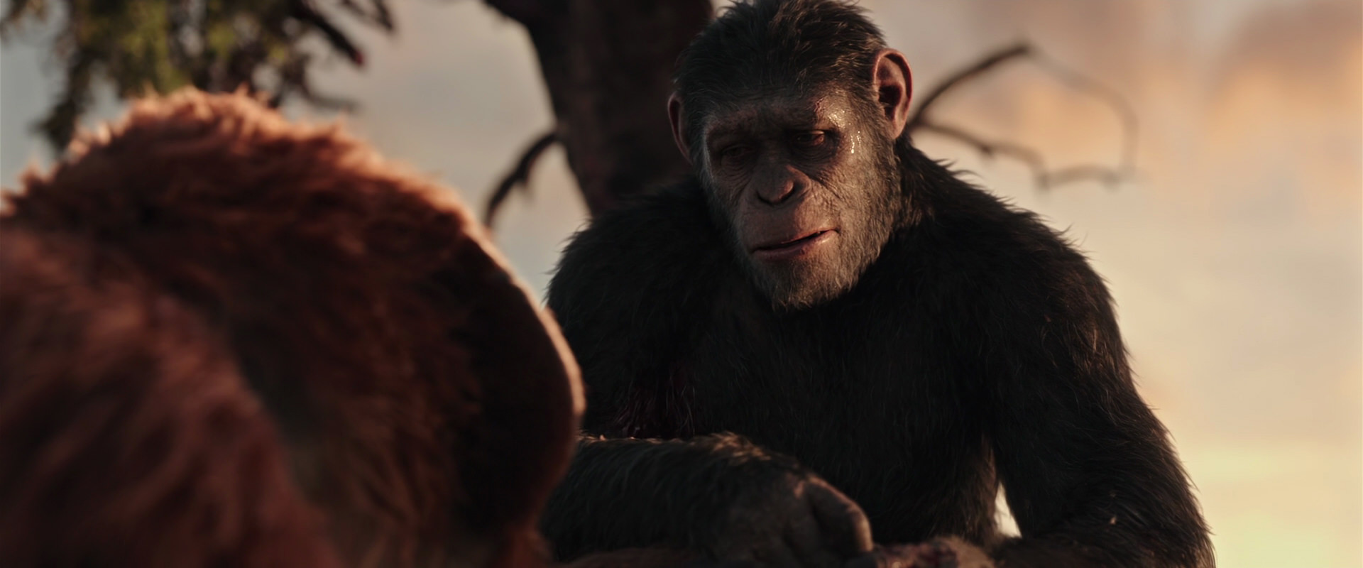 War for the Planet of the Apes (2017) HD screenshot 15254