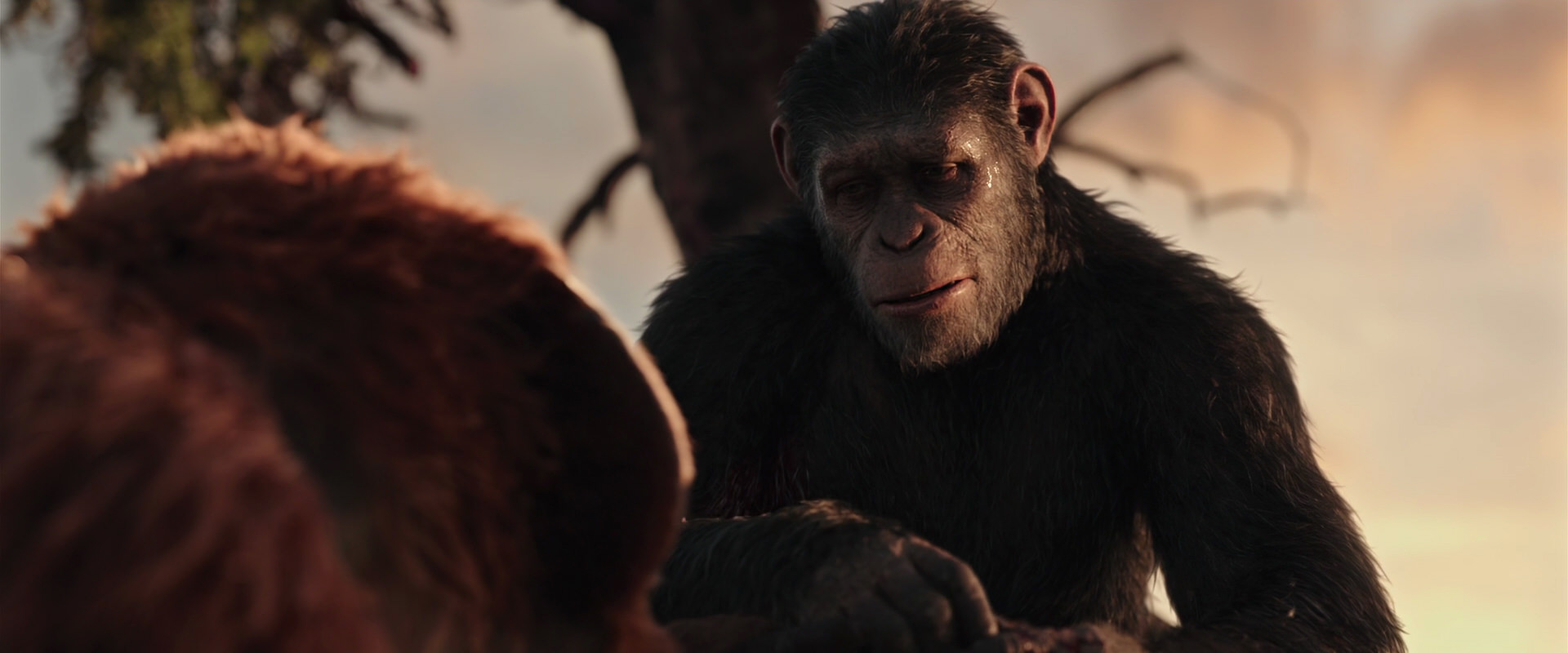 War for the Planet of the Apes (2017) screencap 15255