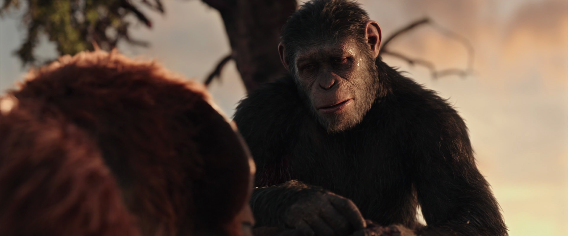 War for the Planet of the Apes (2017) movie still 15256
