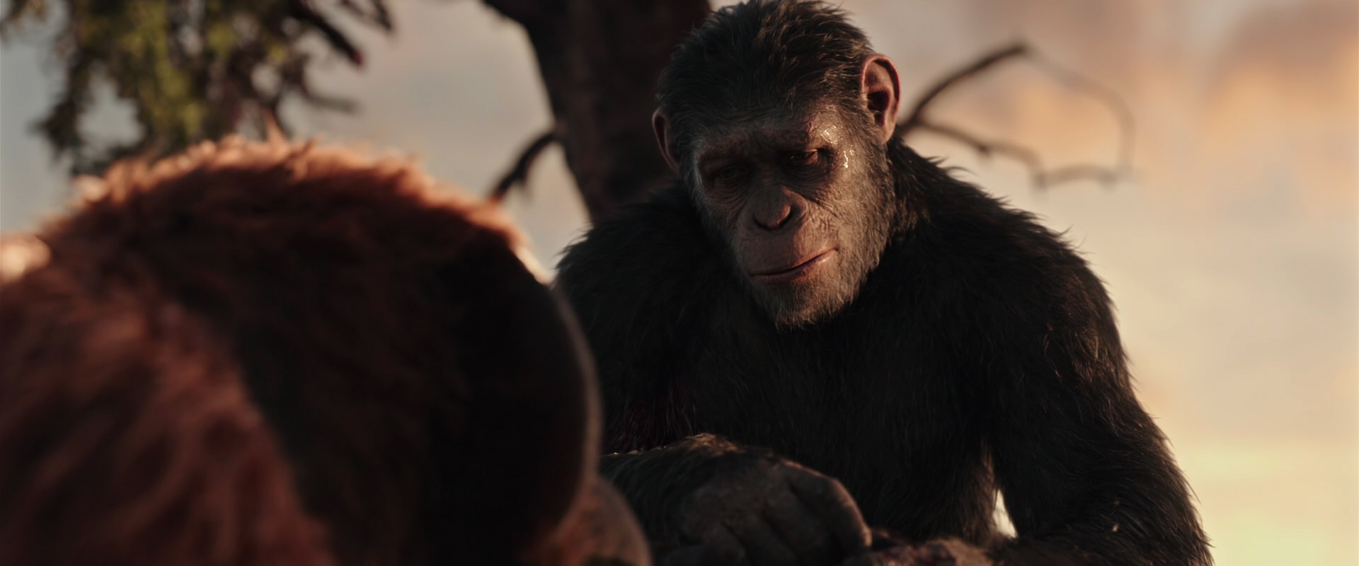 War for the Planet of the Apes (2017) HD screenshot 15257