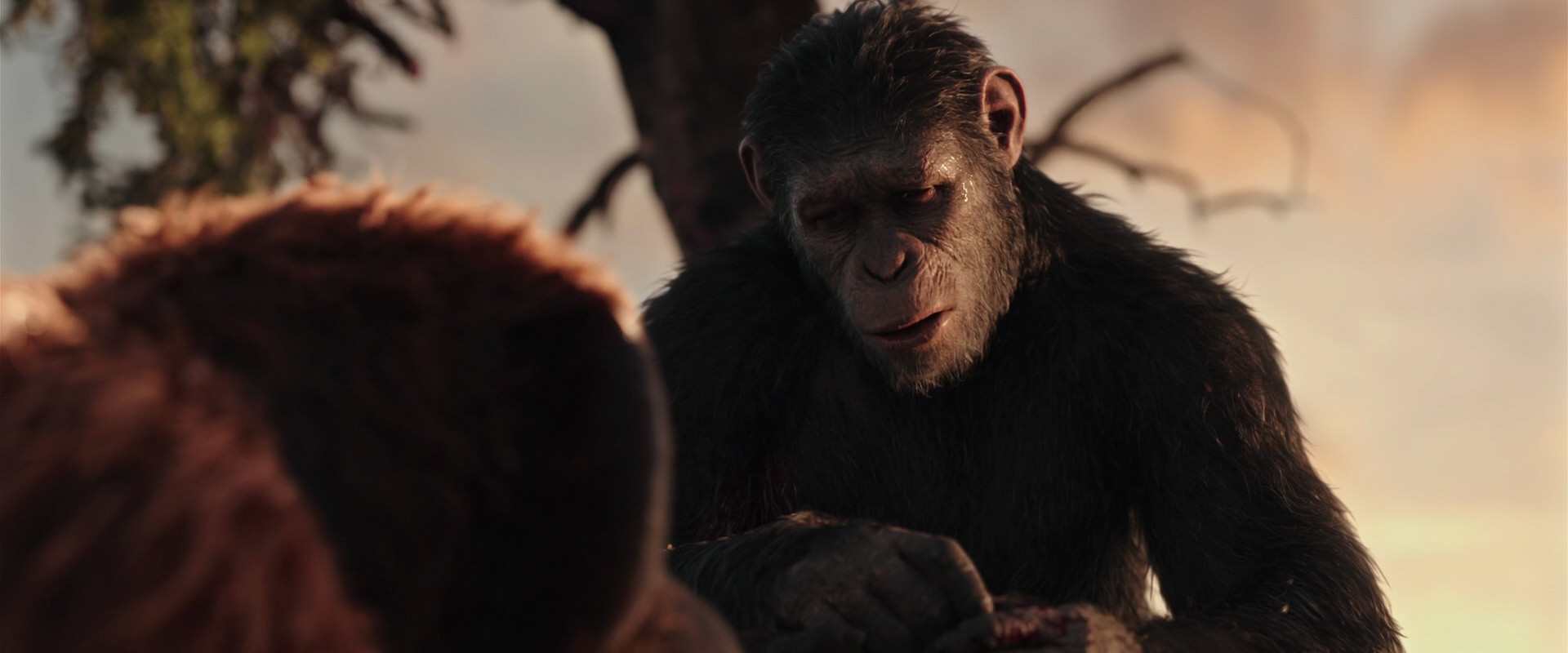 War for the Planet of the Apes (2017) screencap 15258