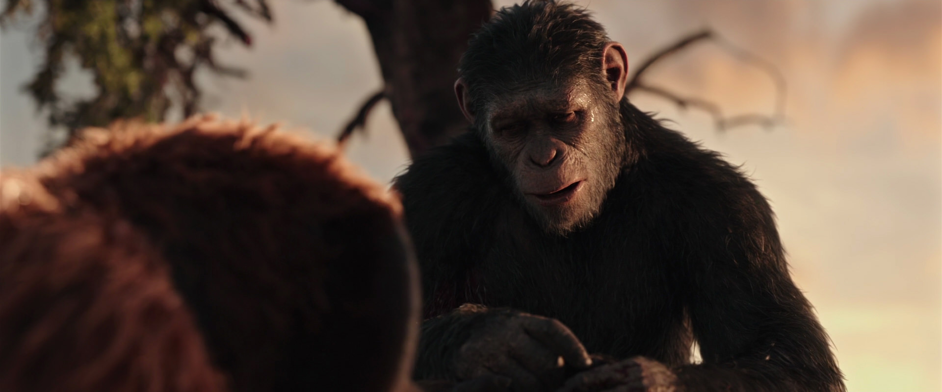 War for the Planet of the Apes (2017) movie still 15259