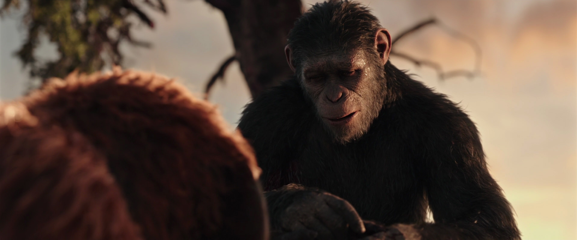 War for the Planet of the Apes (2017) HD screenshot 15260