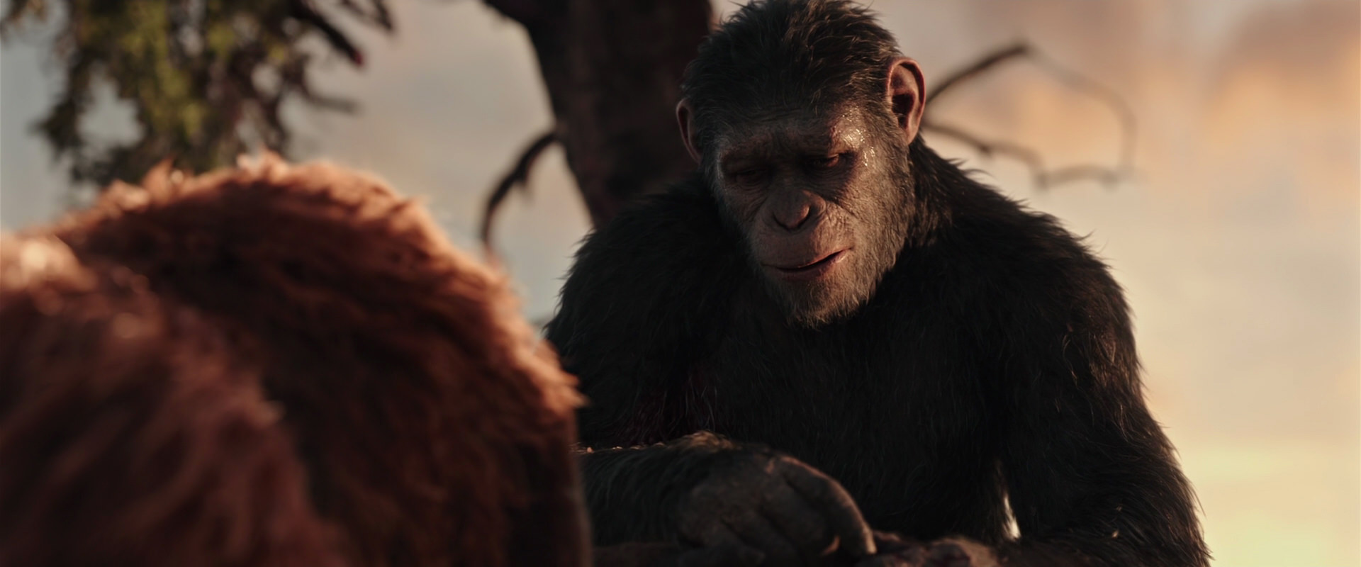 War for the Planet of the Apes (2017) screencap 15261