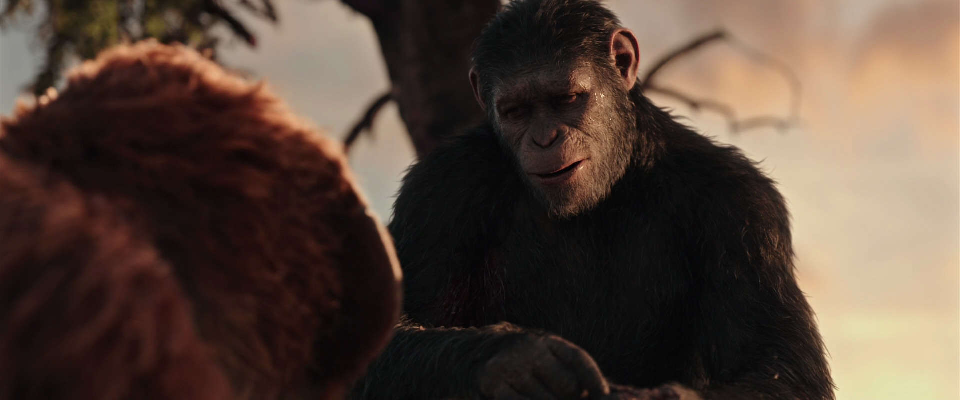 War for the Planet of the Apes (2017) screencap 15264