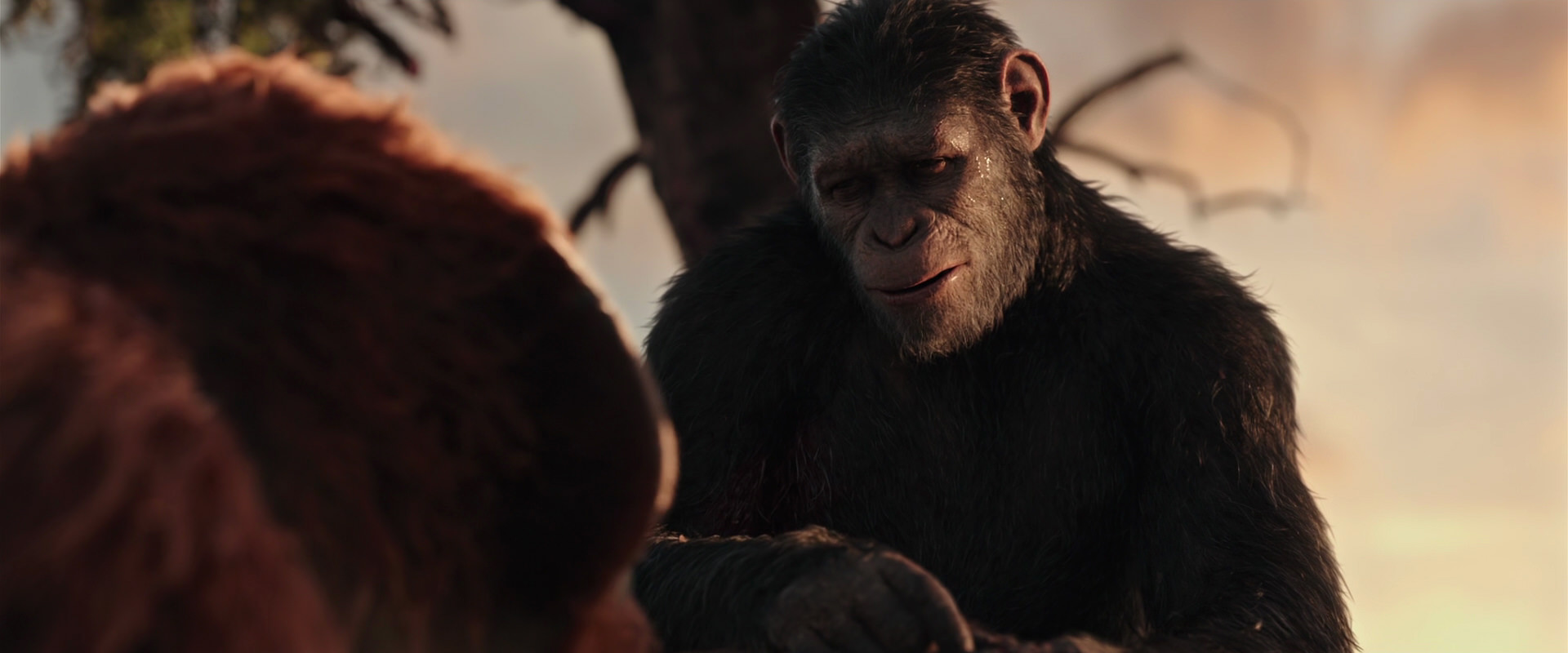 War for the Planet of the Apes (2017) screencap 15267