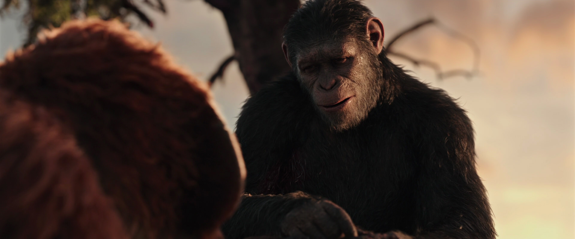 War for the Planet of the Apes (2017) movie still 15268