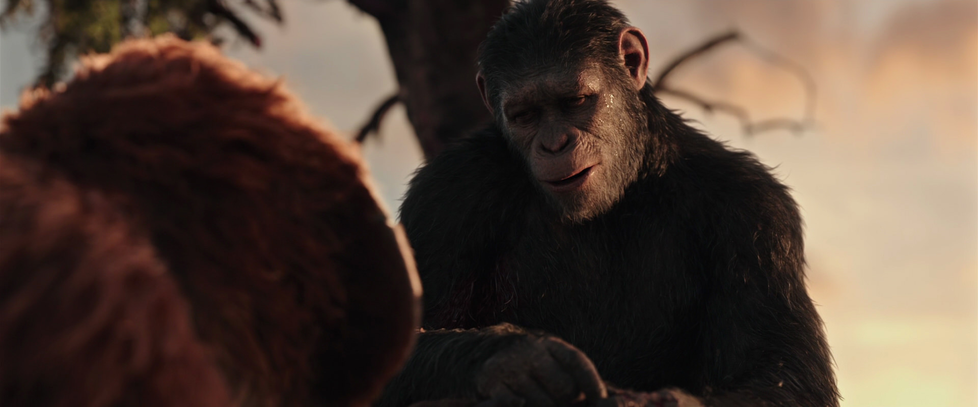 War for the Planet of the Apes (2017) screencap 15270