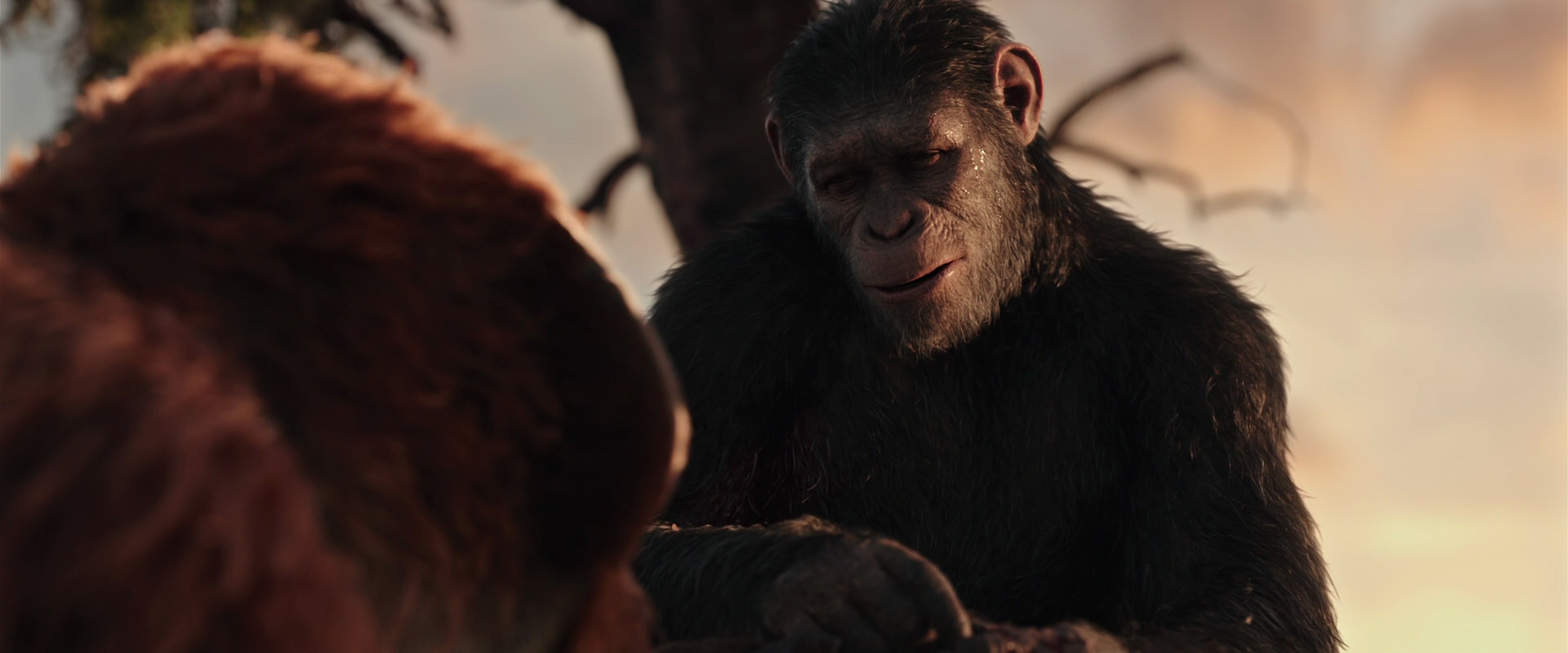 War for the Planet of the Apes (2017) movie still 15271