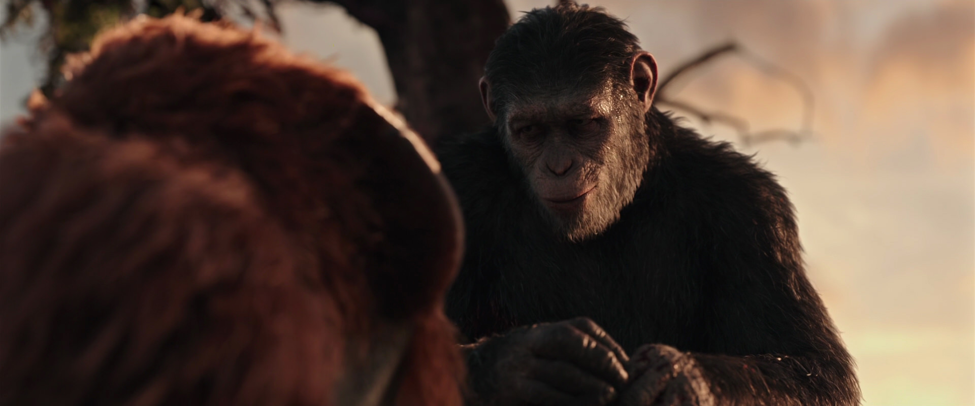 War for the Planet of the Apes (2017) movie still 15286