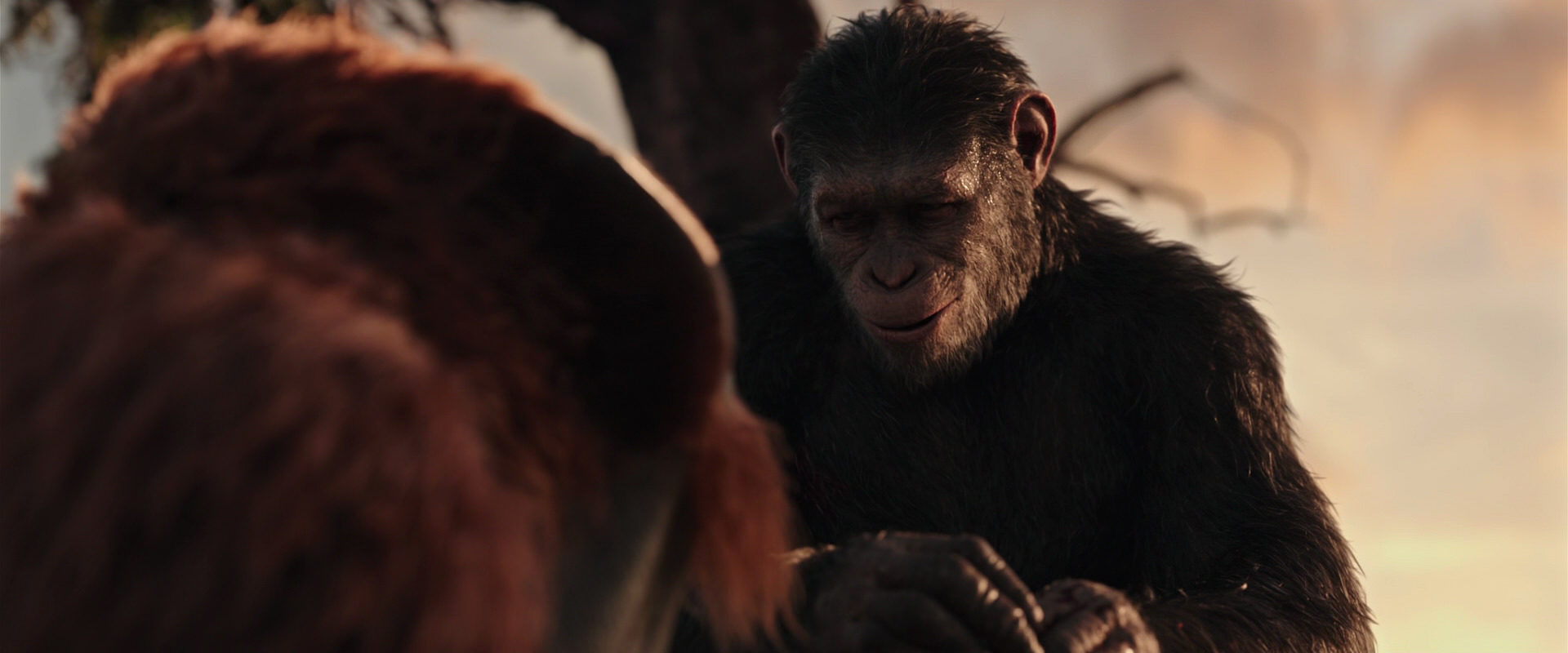 War for the Planet of the Apes (2017) movie still 15298