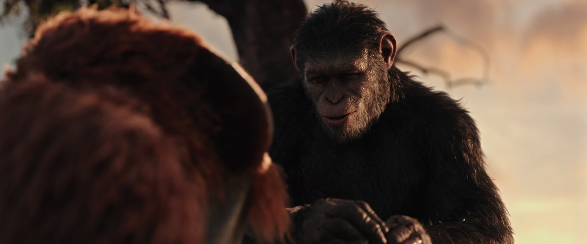 War for the Planet of the Apes (2017) HD screenshot 15299