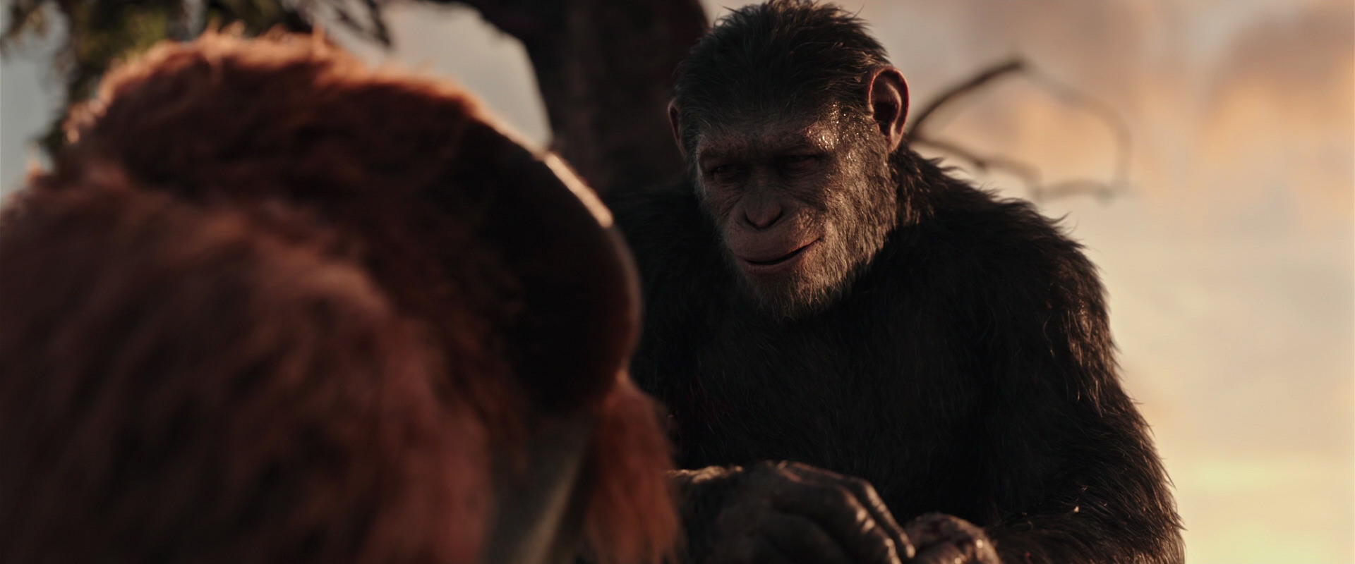 War for the Planet of the Apes (2017) screencap 15303