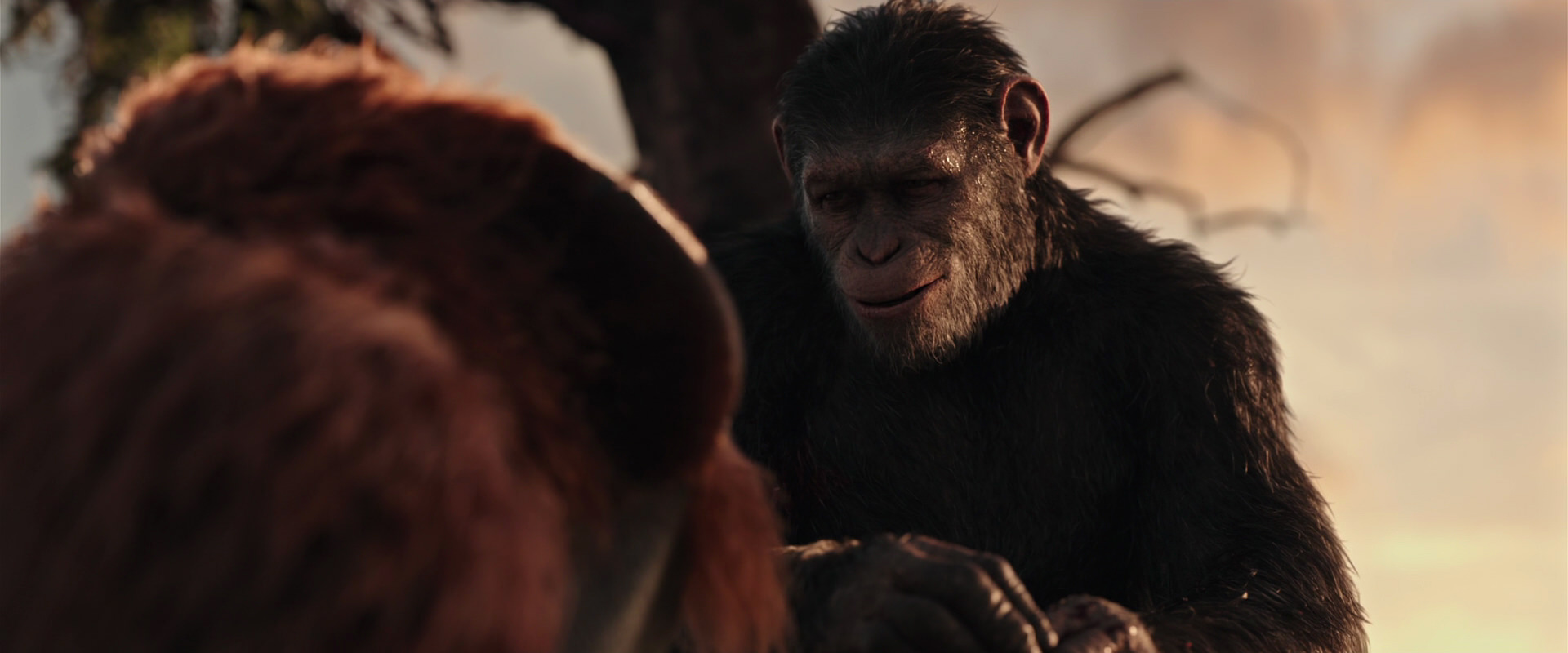 War for the Planet of the Apes (2017) movie still 15304