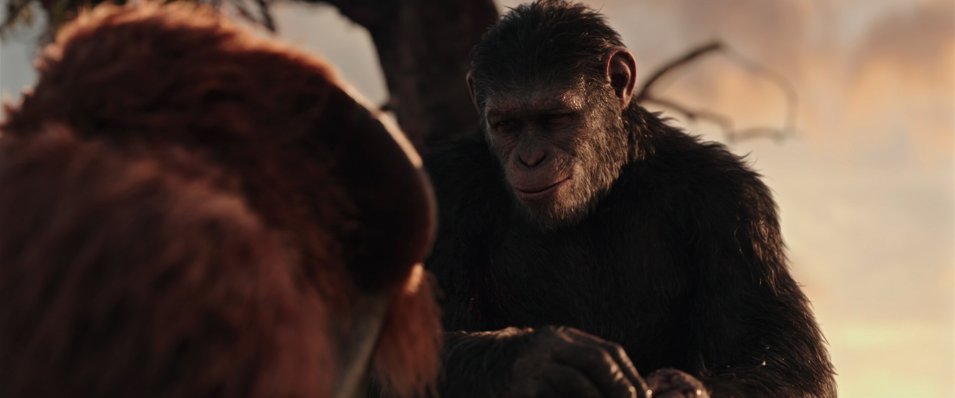 War for the Planet of the Apes (2017) screencap 15309